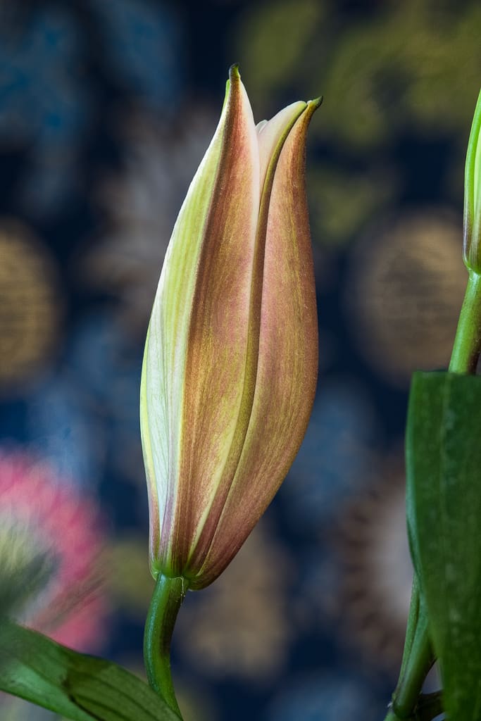 Closed lily bud against blurred floral background.