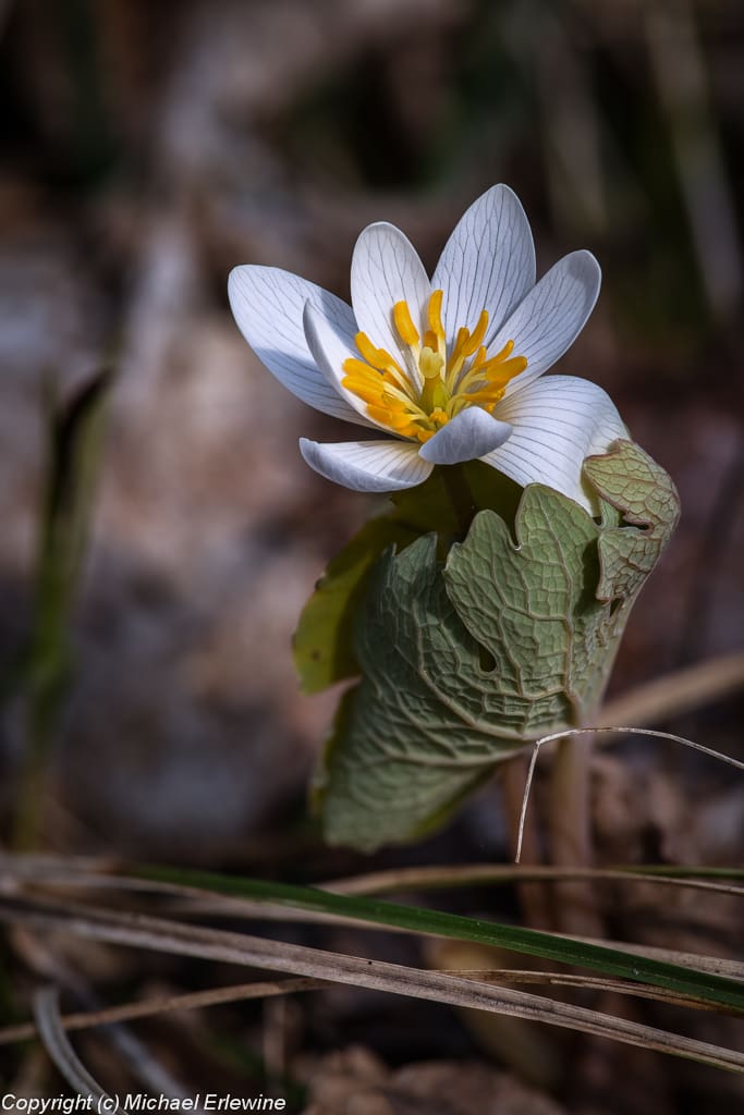White flower with green leaves in sunlight.