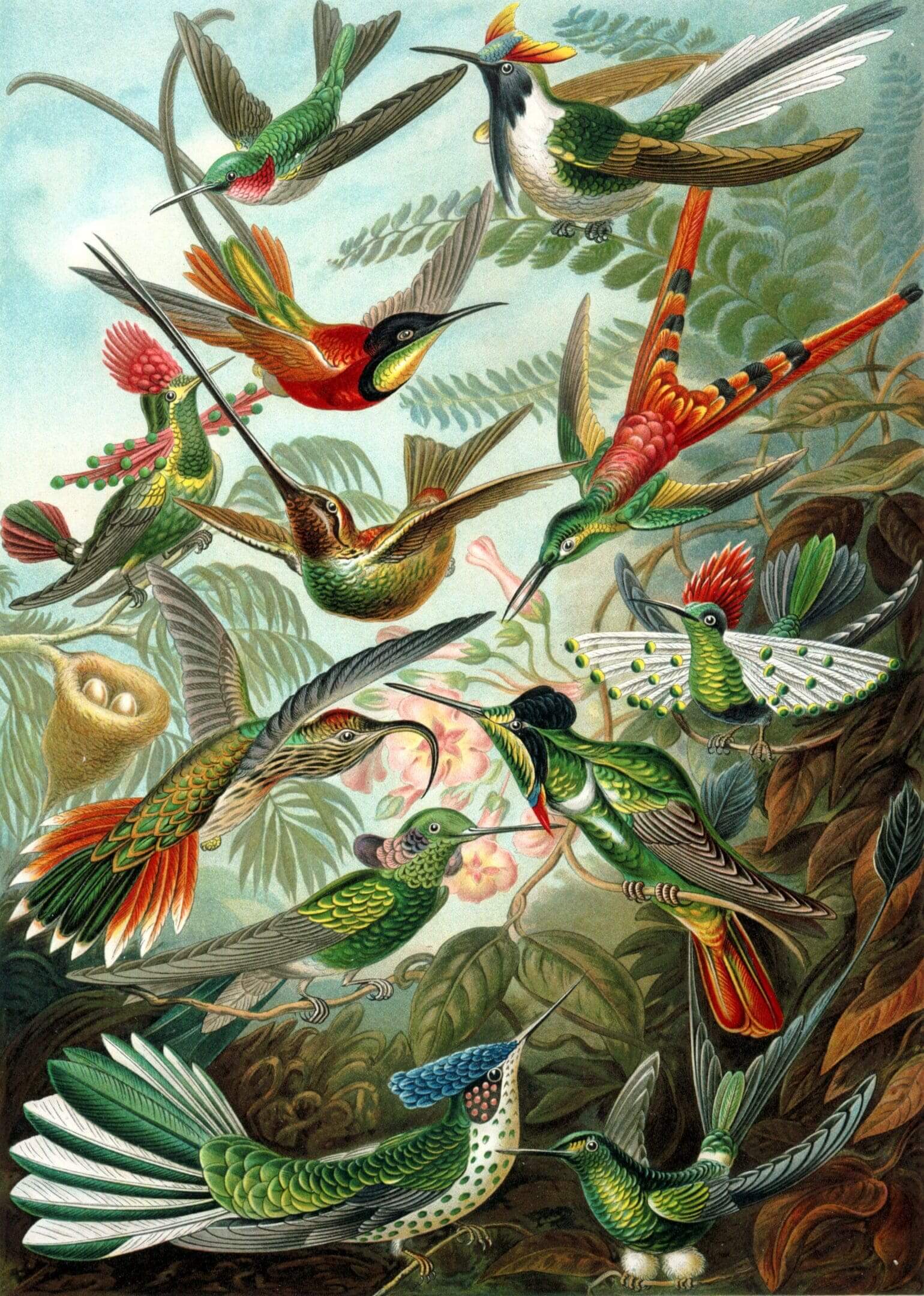 Colorful hummingbirds illustrated in a vibrant scene.