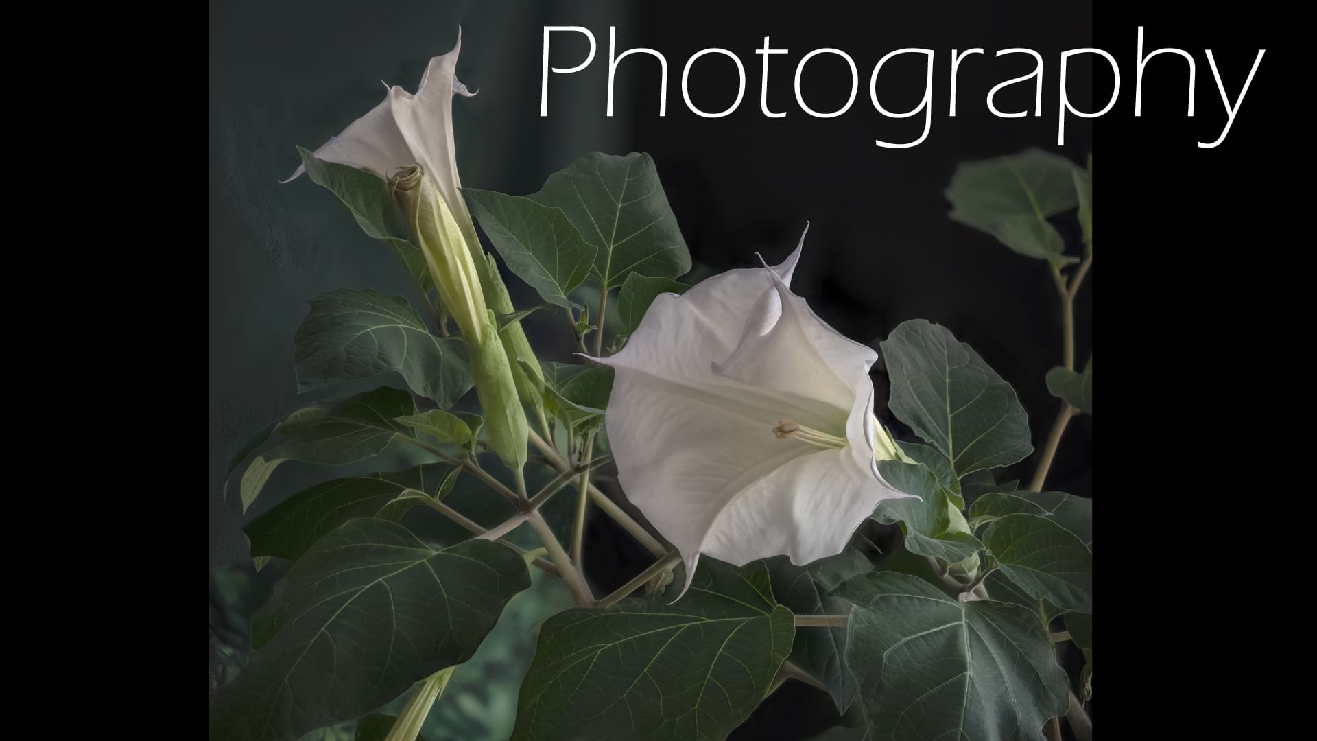 White trumpet-shaped flowers with green leaves on a dark background.