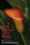 Close-up orange calla lily with green leaves