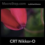 Close-up pink flower bud with water droplet