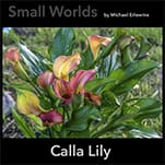 Close-up of pink and yellow calla lily