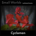 Red cyclamen flowers against dark background