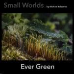 Close-up of green moss and tiny plants