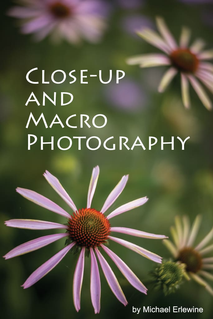 Close-up of pink coneflower with blurred background