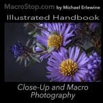 Purple daisy-like blossoms with yellow centers