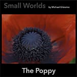 Close-up of red poppy flower center