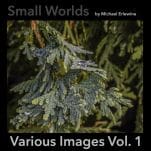 Close-up of conifer branch with water droplets