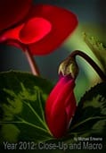 Close-up of red flower bud and leaves