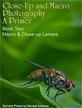 Macro photo of a green bottle fly