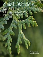 Macro of evergreen branch with title text