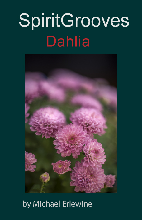 Dahlia