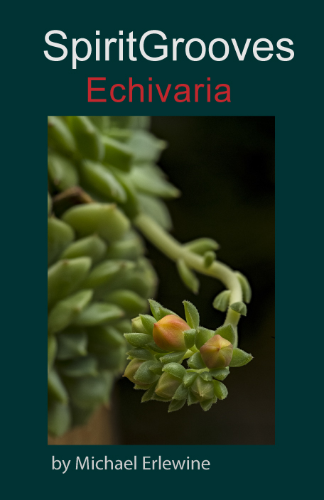 Echevaria