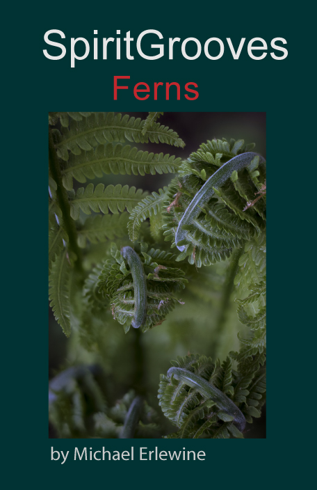 Ferns