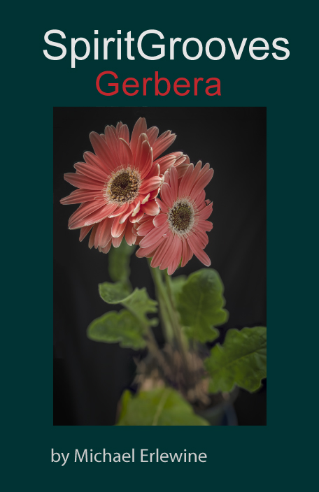 Gerbera