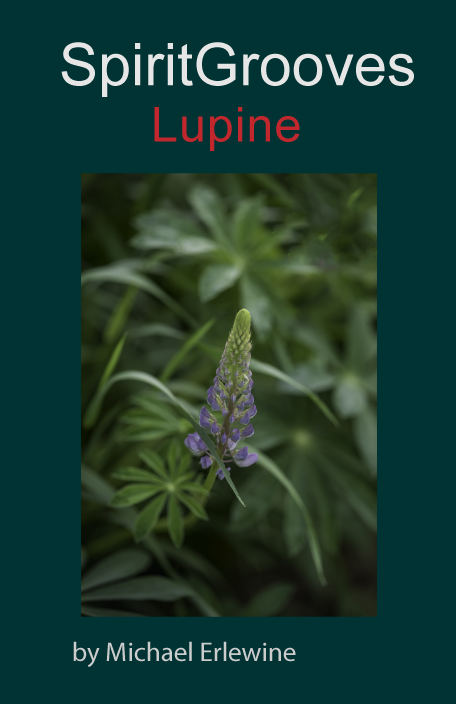 Lupine