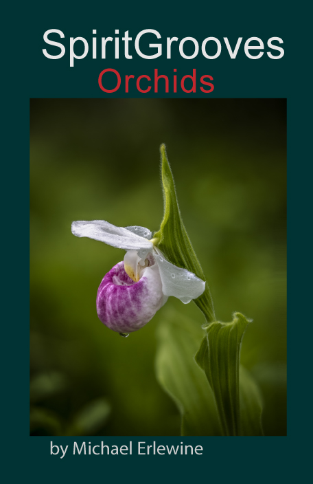 Orchids