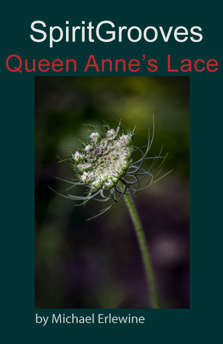 Queen Anne’s Lace